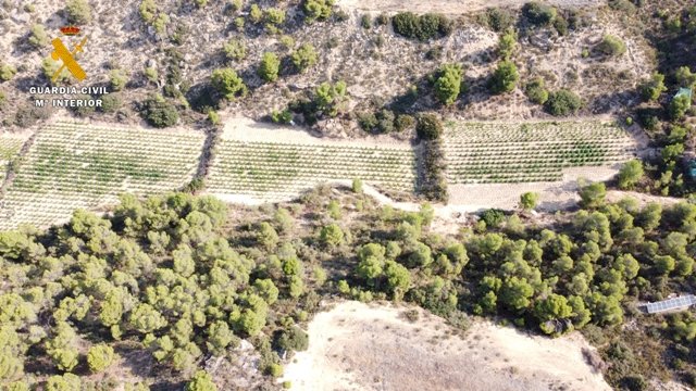 Desmantelada en Zaragoza una macroplantación de marihuana al aire libre