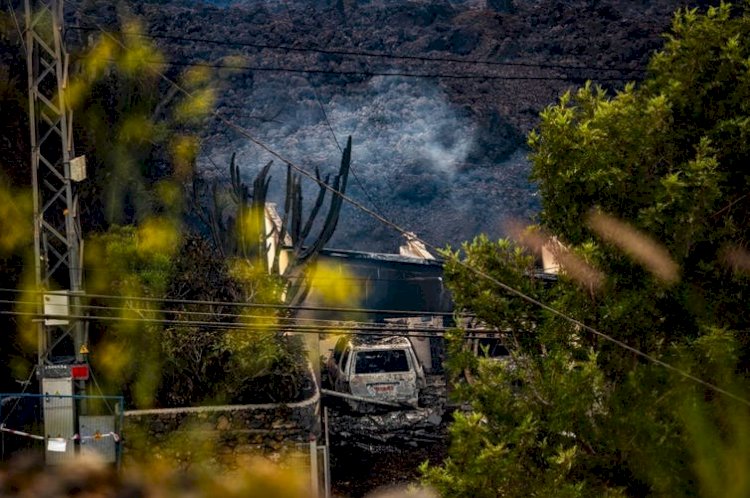 La erupción ha arrasado la vegetación de La Palma, pero resurgirá de sus cenizas