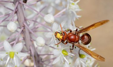 Las picaduras de avispas asiáticas pueden aumentar los problemas renales en Europa