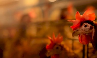 Primer caso en España de gripe aviar en humanos: ¿hay motivos para la preocupación?