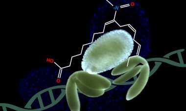 Investigadores de la USAL descubren el mecanismo que controla la acumulación de ácidos grasos omega-3 en las semillas de las plantas