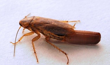 Descubren por qué las cucarachas han conservado un error genético durante 350 millones de años